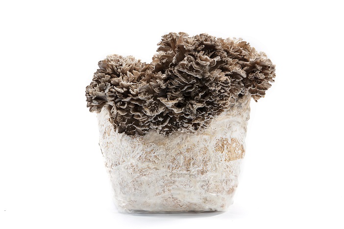 maitake_paint.jpg